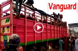 VIDEO: About 40 people from Zamfara hidden amid cows arrested in Lagos