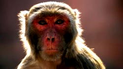 Thailand races to produce cheaper COVID-19 vaccine, starts trials on monkeys