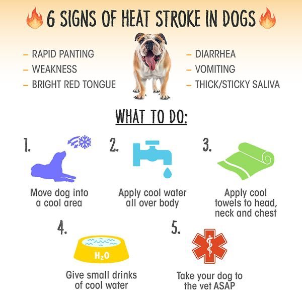 how to treat stroke in dogs