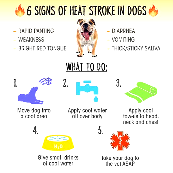 how are strokes treated in dogs