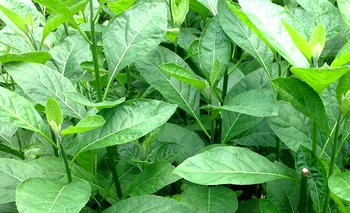 Bitter Leaf: Why you should take advantage of this herb