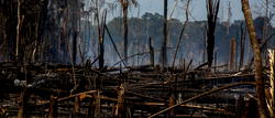 COVID-19 pandemic is not a break for nature ― Report