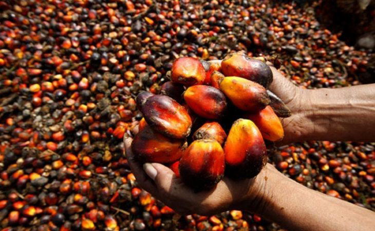 Oil Palm Oil palm farmers task new Minister of Agric, Abubakar on cash crops’ value chain devt