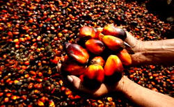 Palm oil,&nbsp; key to economic prosperity in Niger Delta — Dikio