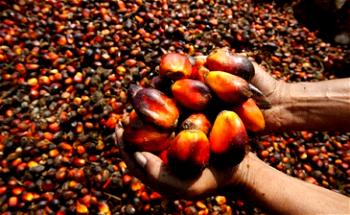 Palm oil price goes up 40% in Enugu