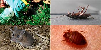 World Pest Day: Adopt effective pest control for good quality of life — Samclare CEO