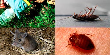 World Pest Day: Adopt effective pest control for good quality of life — Samclare CEO
