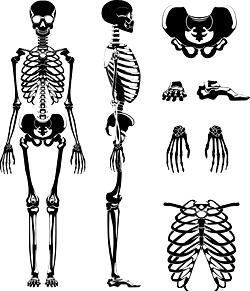 Forensic Anthropology: The Identification of human remains to solve a crime