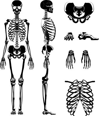 Forensic Anthropology: The Identification of human remains to solve a crime