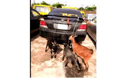 Lagos Task Force recovers suspected stolen goats