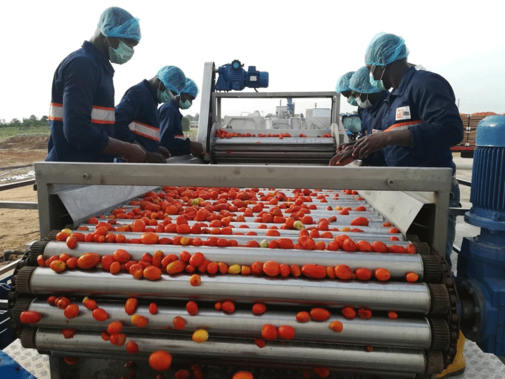 CBN partners Gbfoods, Kebbi, Yauri Emirate on N20bn tomatoes factory