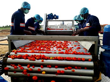GBfoods completes N20 Billion Tomato processing factory in Kebbi