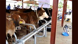 Arla Foods Reiterates Commitment to Dairy Farming Development on World Milk Day