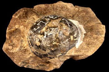 World’s largest reptile egg discovered on Antarctica