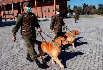 Chile’s police train dogs to sniff out COVID-19