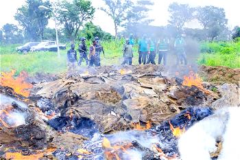 NAQS sets ablaze N42m worth illegally processed export-bound donkey skin