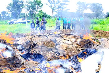 NAQS sets ablaze N42m worth illegally processed export-bound donkey skin