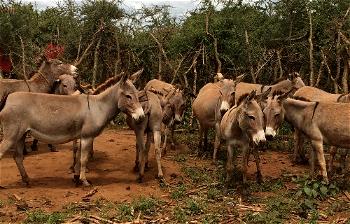 Agric Quarantine expresses concern over rising illicit trade in donkey skin