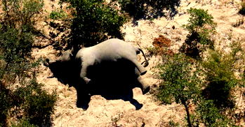 Botswana seek answers as probe into mysterious elephant deaths begin