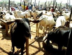 Eid-el-Kabir: Veterinarian warns against burning of ram with tyres, causes cancer