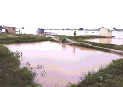 Flood ravages 14,496 farmlands in Kano – NEMA