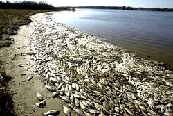 African countries bordering Atlantic Ocean lament poor interest in fisheries governance
