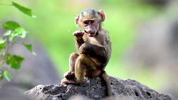 Monkeys infected with novel coronavirus developed short-term immunity