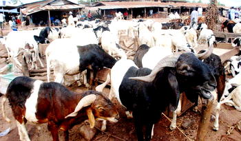 Sallah: Celebrating under economic strain