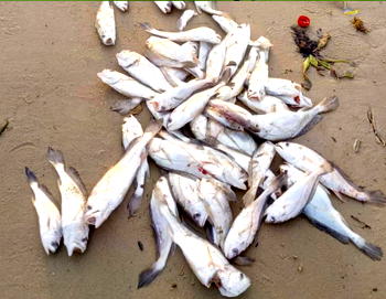 FishNet Alliance wants fishers recognised as aquatic ecosystem defenders
