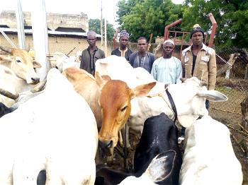 Anti-Banditry: Troops kill seven armed bandits, arrest six, recover 30 motorcycles & Rustled Cattle