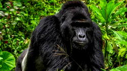 Uganda: Man who killed rare gorilla sentenced to 11 years imprisonment