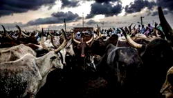 Kano Agro pastoral project to spend N300m for cattle market upgrade