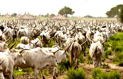 Cows test positive for Bovine Tuberculosis in Abia