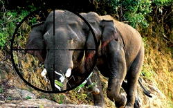 Congo elephant poacher gets 30 years forced labour