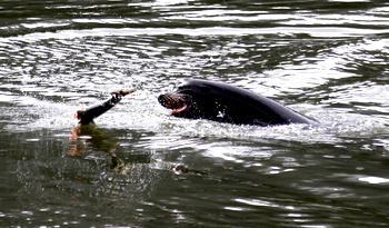 Hundreds of sea lions to be killed in effort to save endangered species