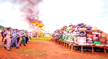 Lalong fumes as NDLEA destroys over 16KG of illicit drugs in Plateau
