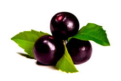 Canada researchers investigating acai berry to fight COVID-19