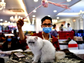 Study finds people can transmit coronavirus to cats, dogs