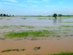 Kebbi rice farmers lost N1bn to flood — Official