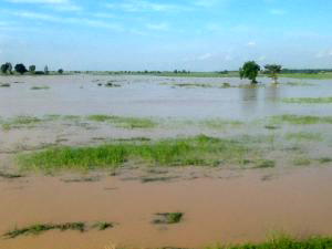 Kebbi rice farmers lost N1bn to flood — Official