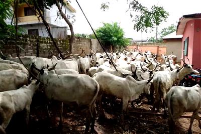Keeping cattle in the North for peace