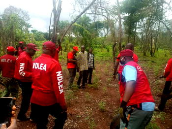 Take my life instead of destroying my cannabis farm ― Suspect begs NDLEA