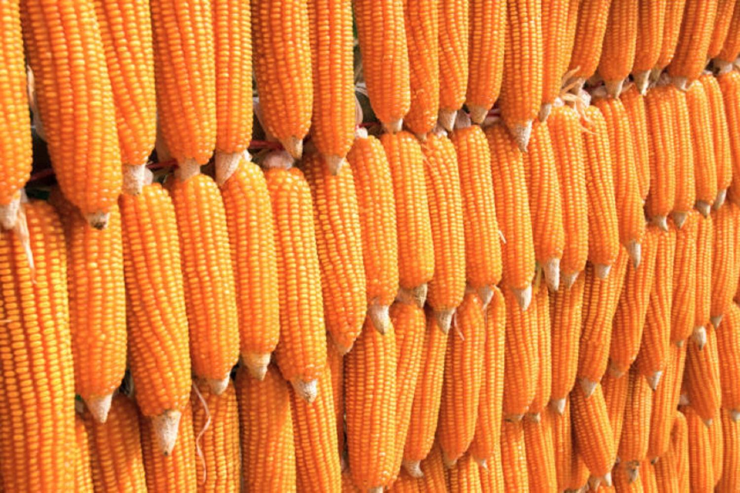 LASG partners with maize farmers on production - Vanguard News