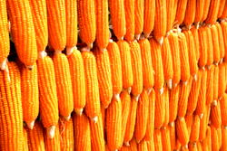 Agribusiness: Report on maize value chain will galvanize maize Production says — EU