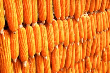 Agribusiness: Maize farmers, processors condemn calls for maize importation