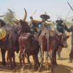 Miyetti Allah to train pastoralists on modern cattle ranching