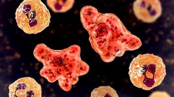 Texas on alert after brain-eating amoeba kills boy, 6