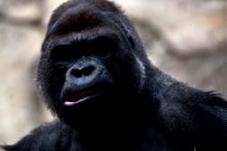 Zookeeper injured after attack from 440-pound gorilla