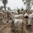 Why southern govs’ ban on open grazing isn’t effective in S-East —Miyetti-Allah