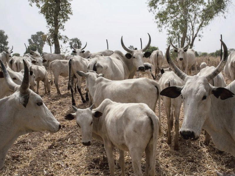 Miyett Allah, Open grazing